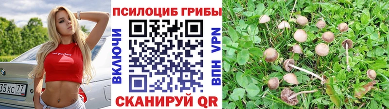 купить наркотики сайты кракен ТОР Псилоцибиновые грибы мухоморы Суздаль